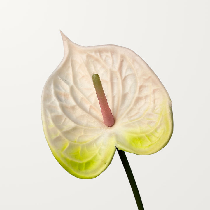 Bloom Anthurium – Ivory White (Real Touch)