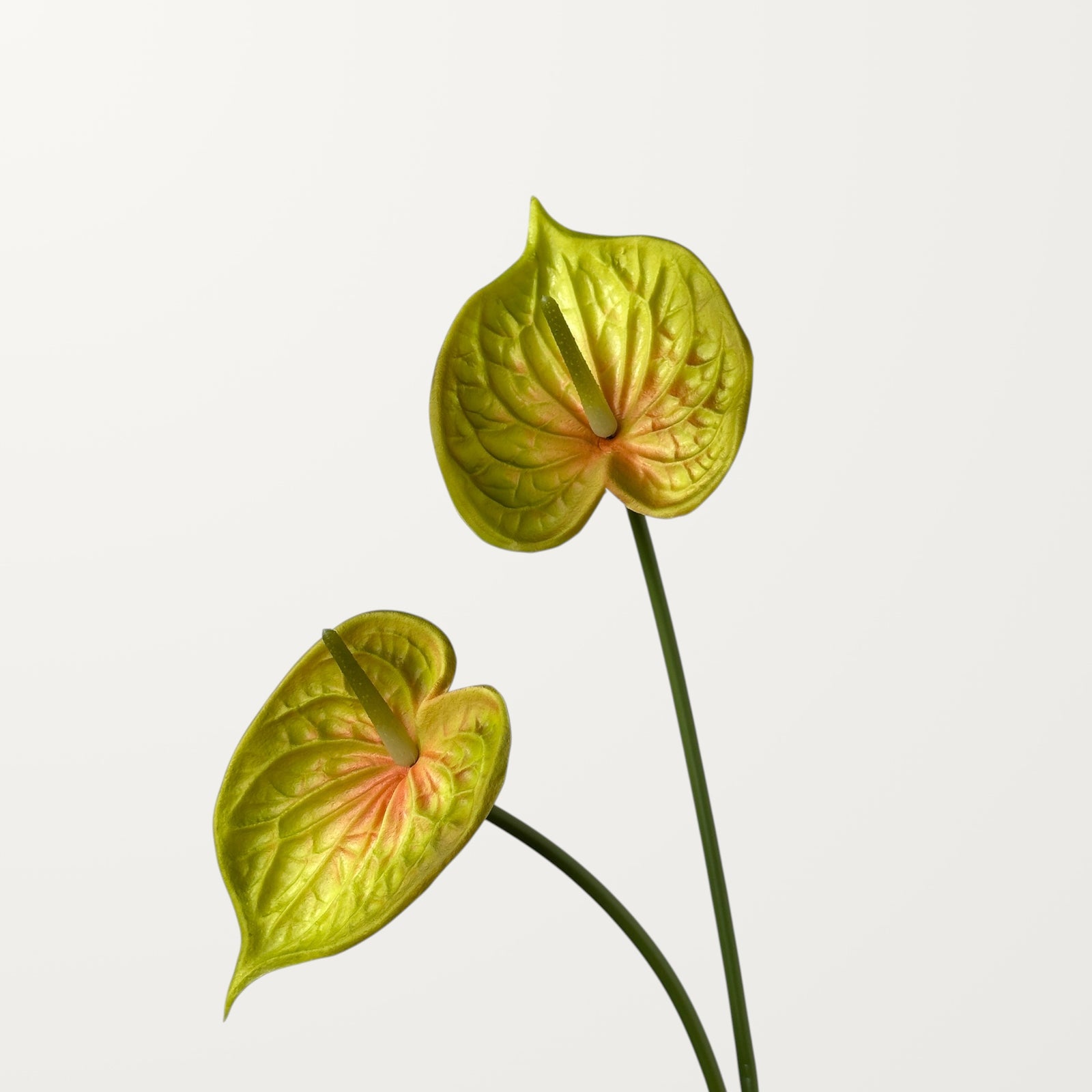 Bloom Anthurium – Olive Blush (Real Touch) - view 2