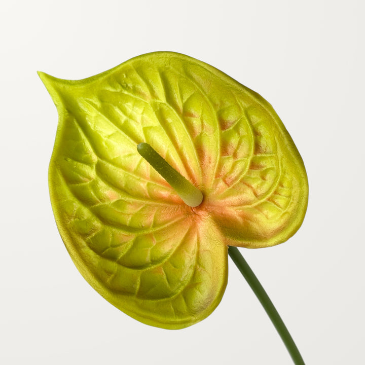 Bloom Anthurium – Olive Blush (Real Touch)