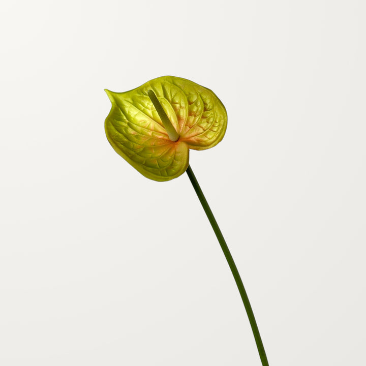 Bloom Anthurium – Olive Blush (Real Touch) - view 3