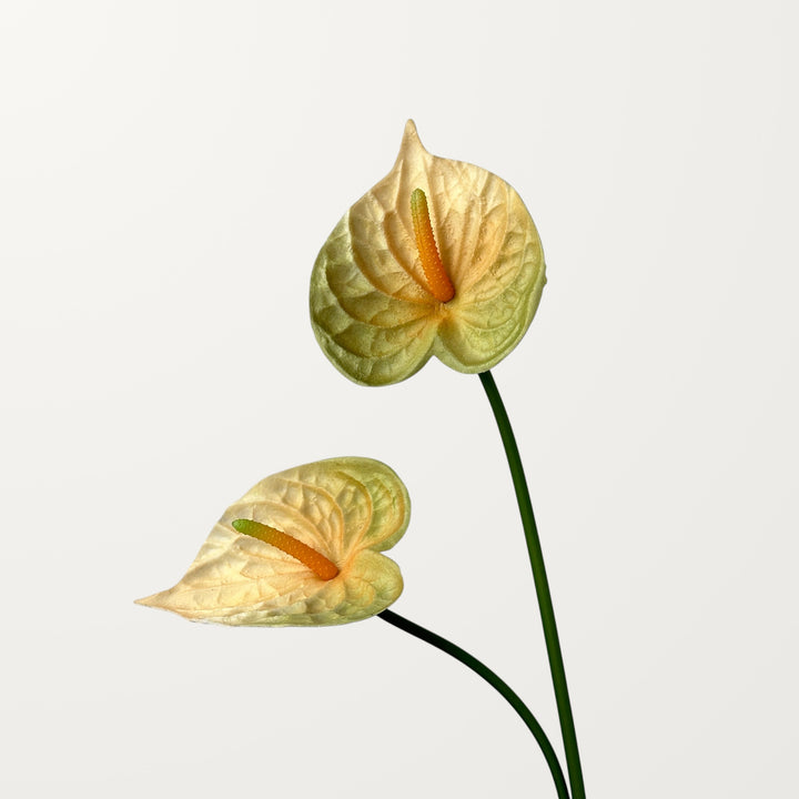 Bloom Anthurium – Olive Yellow (Real Touch) - view 2