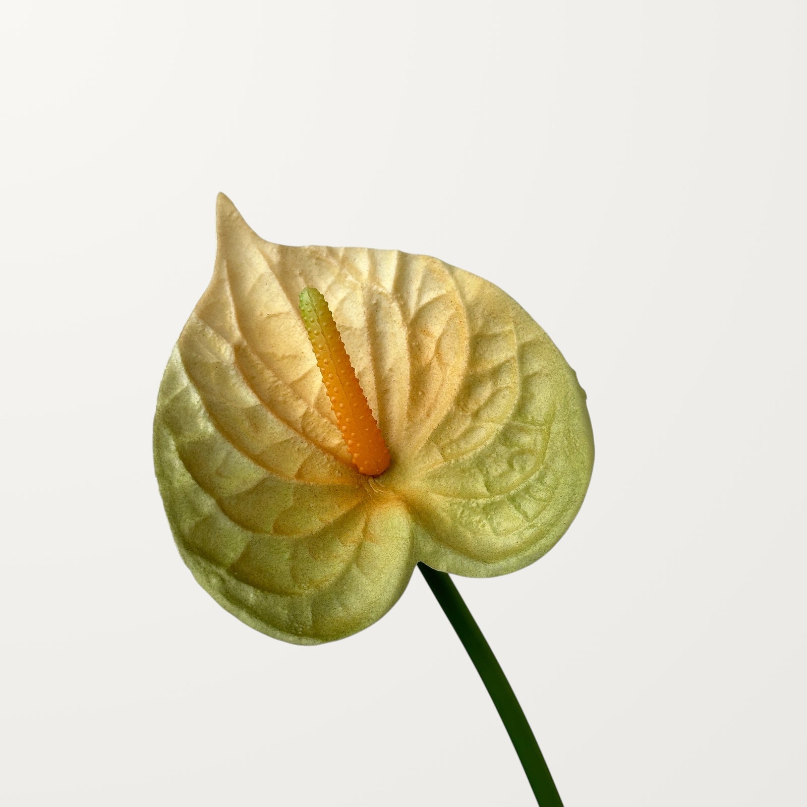 Bloom Anthurium – Olive Yellow (Real Touch)