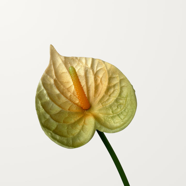 Bloom Anthurium – Olive Yellow (Real Touch)