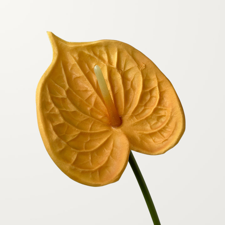 Bloom Anthurium – Peach Orange (Real Touch)