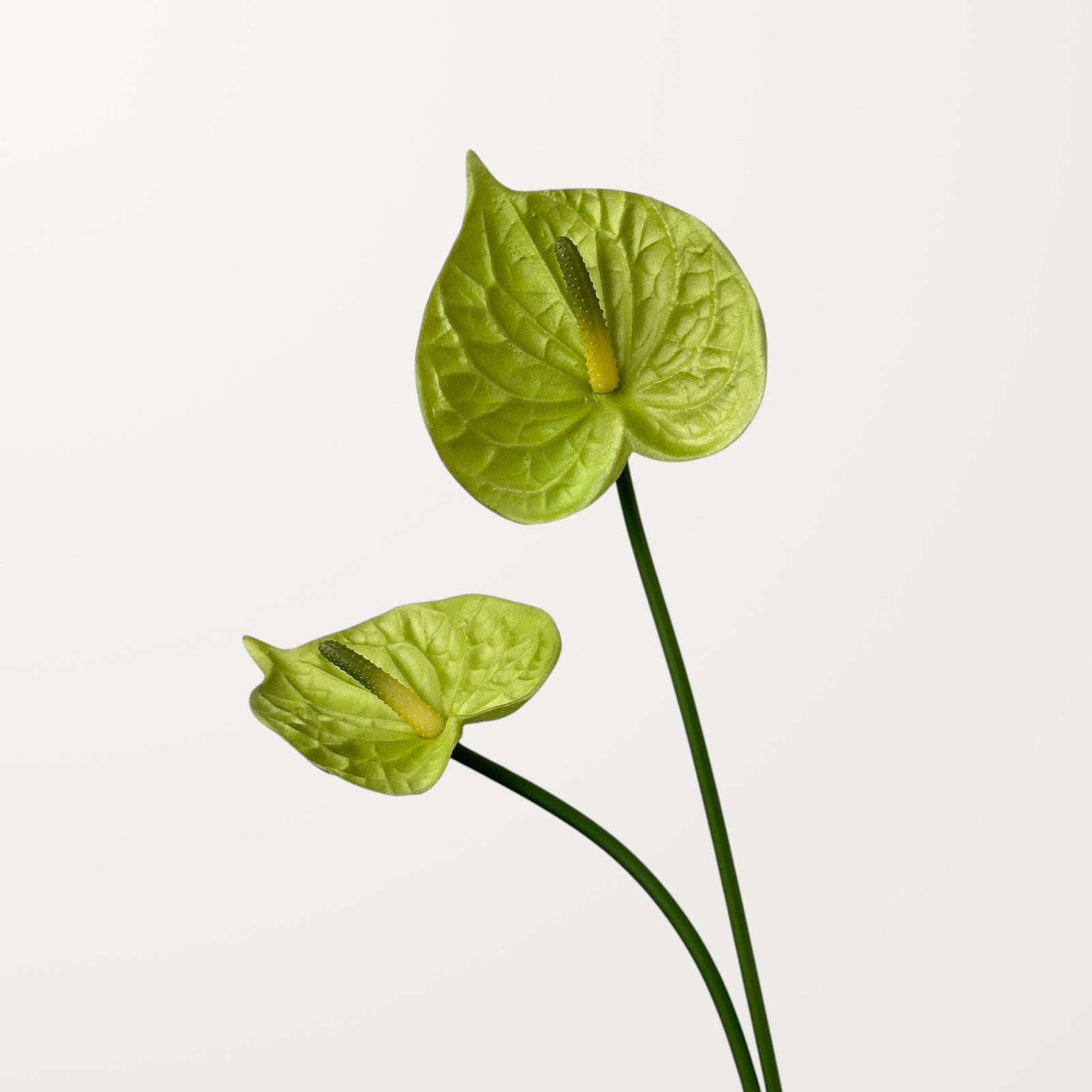 Bloom Anthurium – Spring Green (Real Touch) - view 2