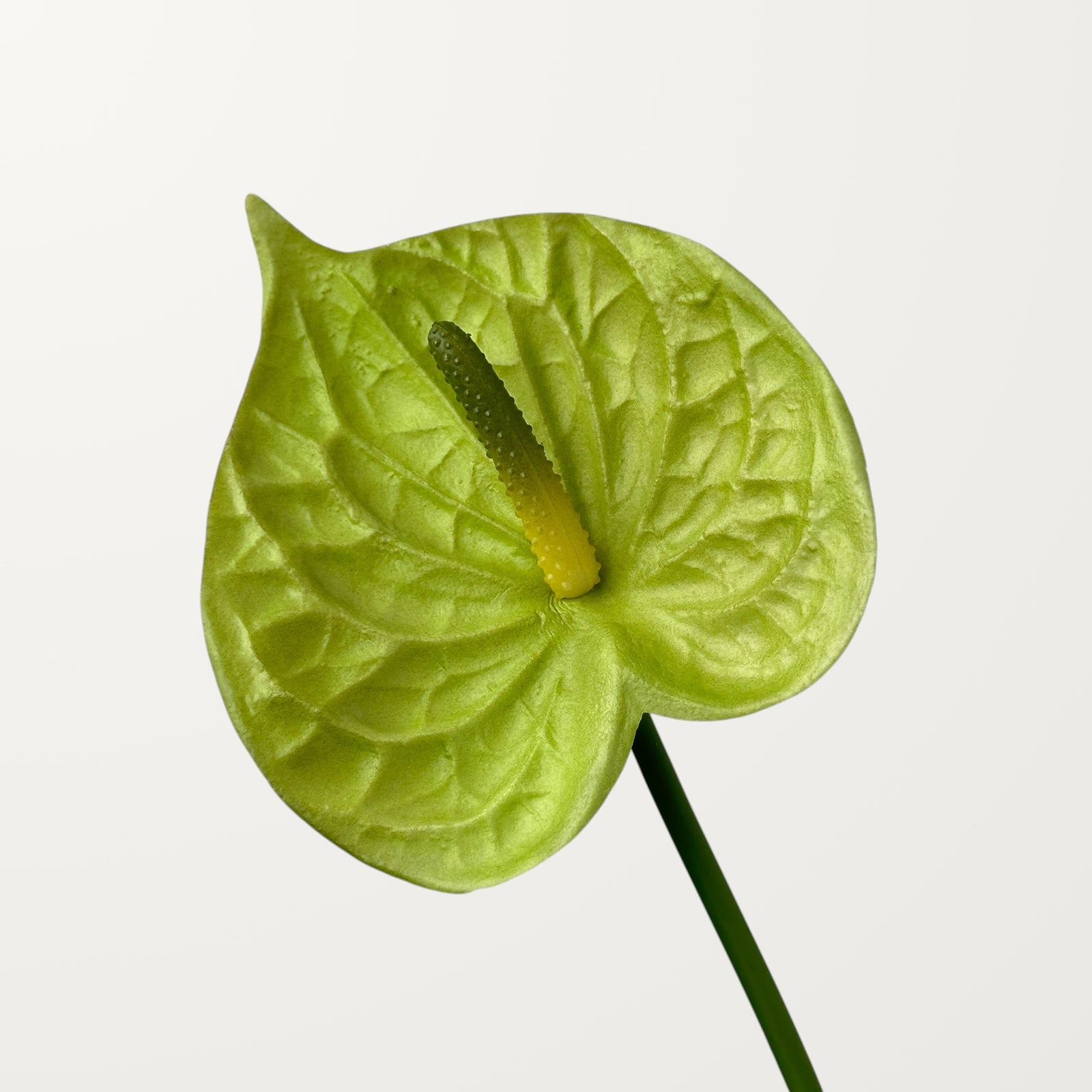 Bloom Anthurium – Spring Green (Real Touch)