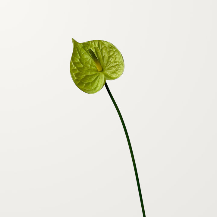Bloom Anthurium – Spring Green (Real Touch) - view 3