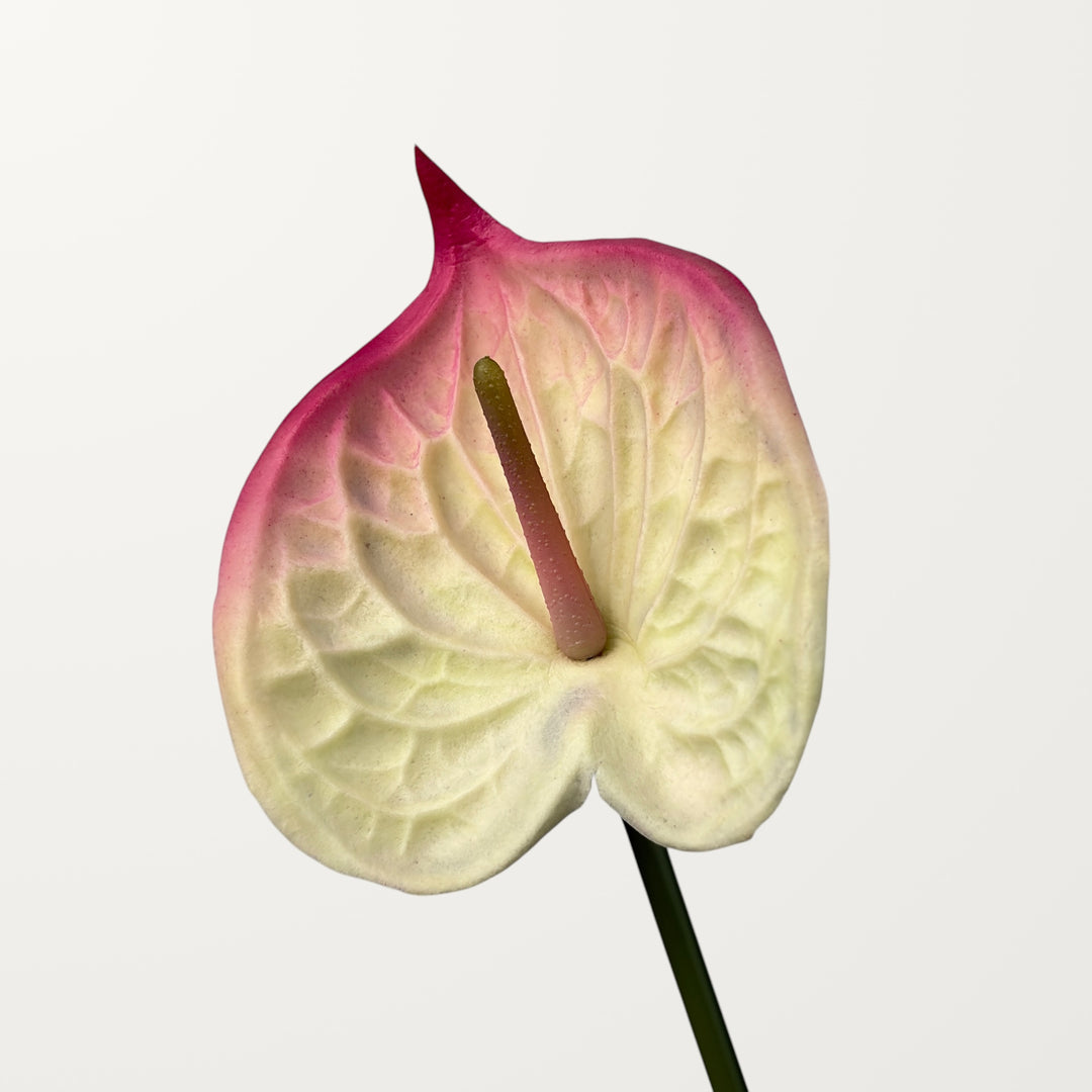 Bloom Anthurium – White Pink (Real Touch)