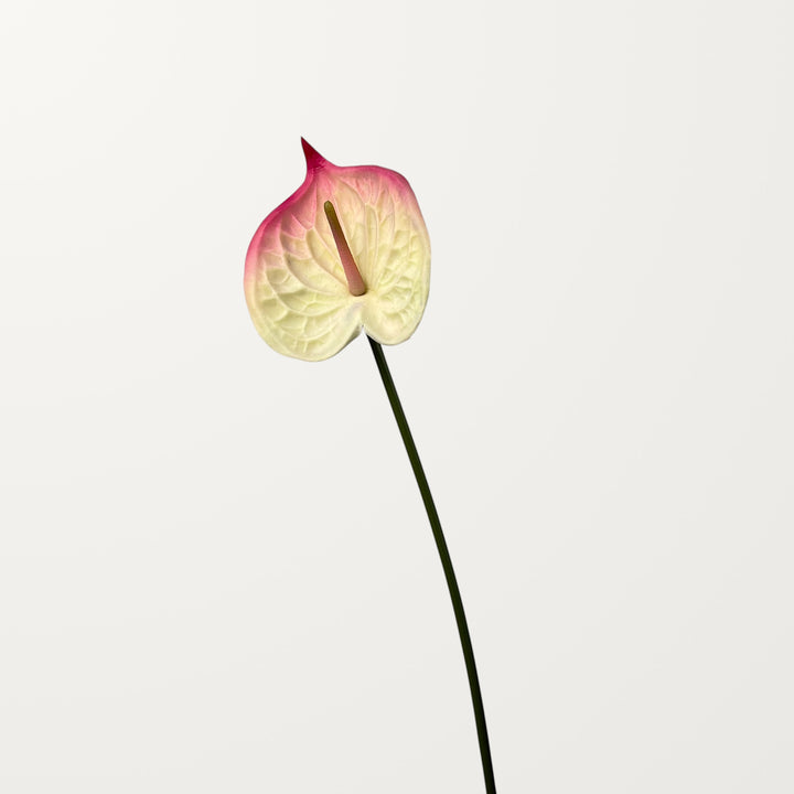 Bloom Anthurium – White Pink (Real Touch) - view 3