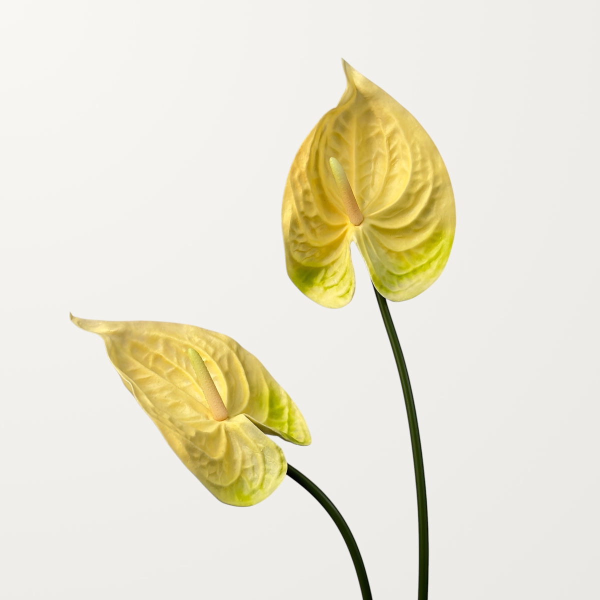 Bloom Anthurium Large – Butter Yellow (Real Touch) - view 2