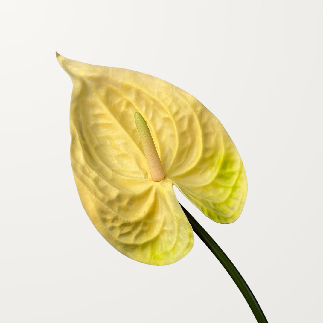 Bloom Anthurium Large – Butter Yellow (Real Touch)