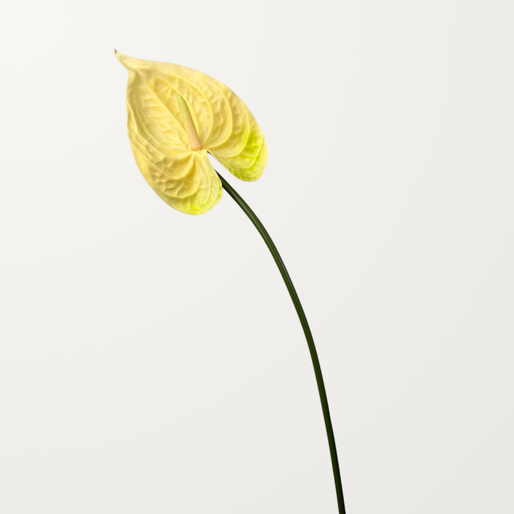 Bloom Anthurium Large – Butter Yellow (Real Touch) - view 3