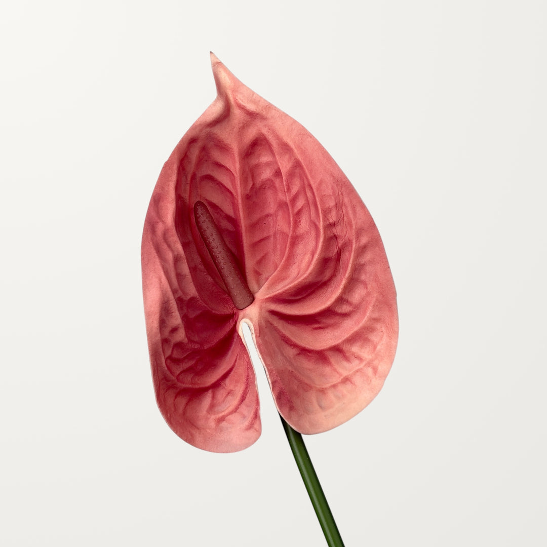 Bloom Anthurium Large – Coral (Real Touch)