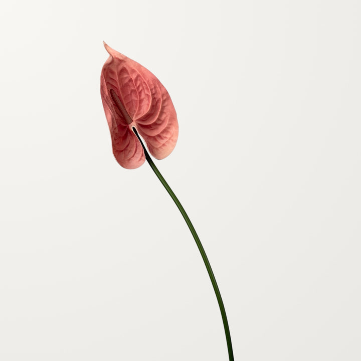 Bloom Anthurium Large – Coral (Real Touch) - view 3