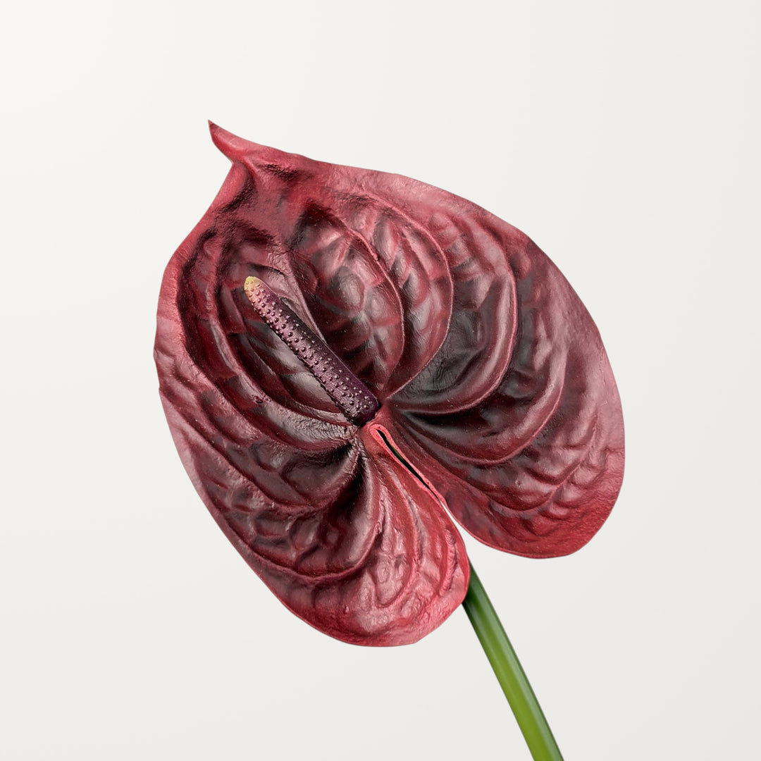 Bloom Anthurium Large – Dark Burgundy (Real Touch)