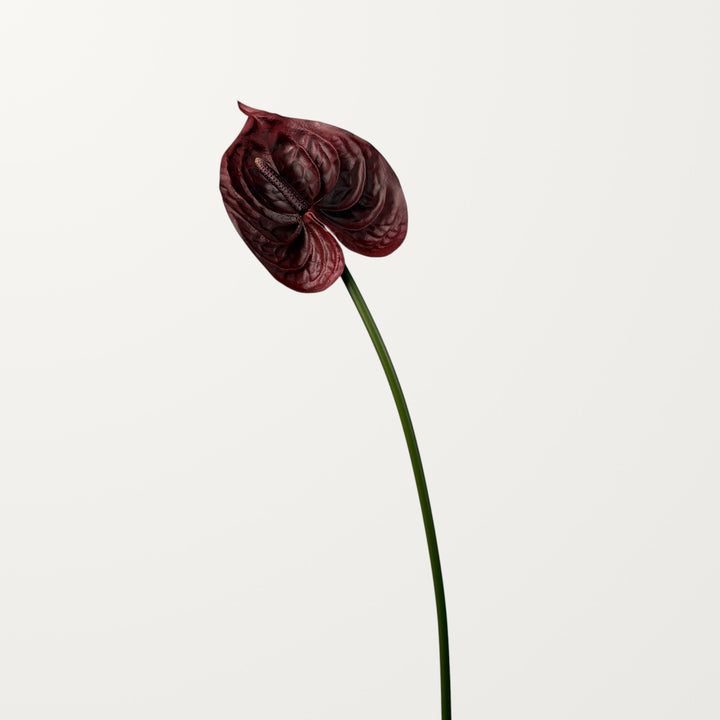 Bloom Anthurium Large – Dark Burgundy (Real Touch) - view 3