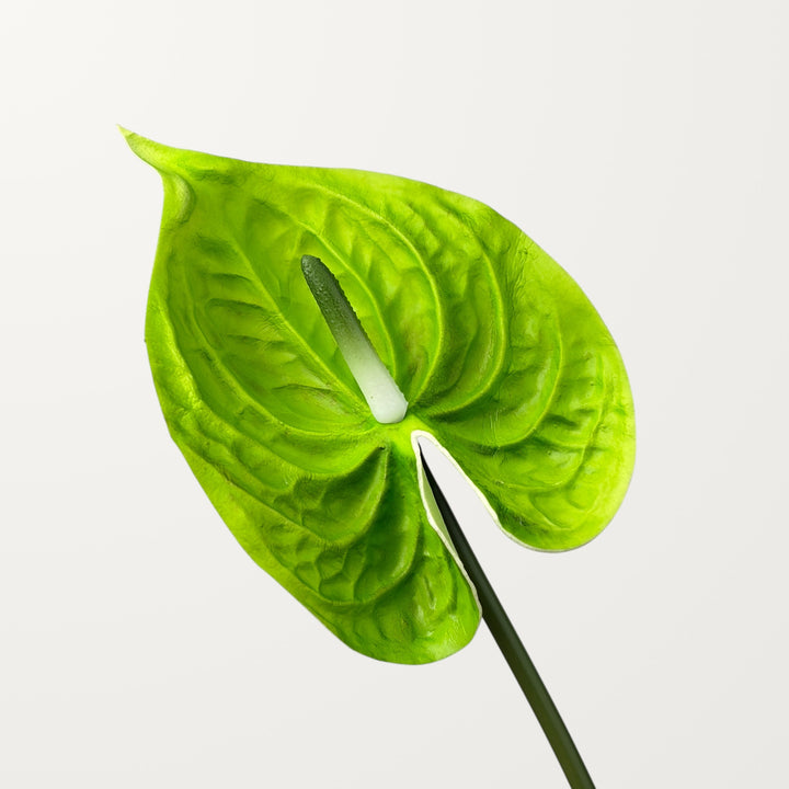 Bloom Anthurium Large – Emerald Green (Real Touch)