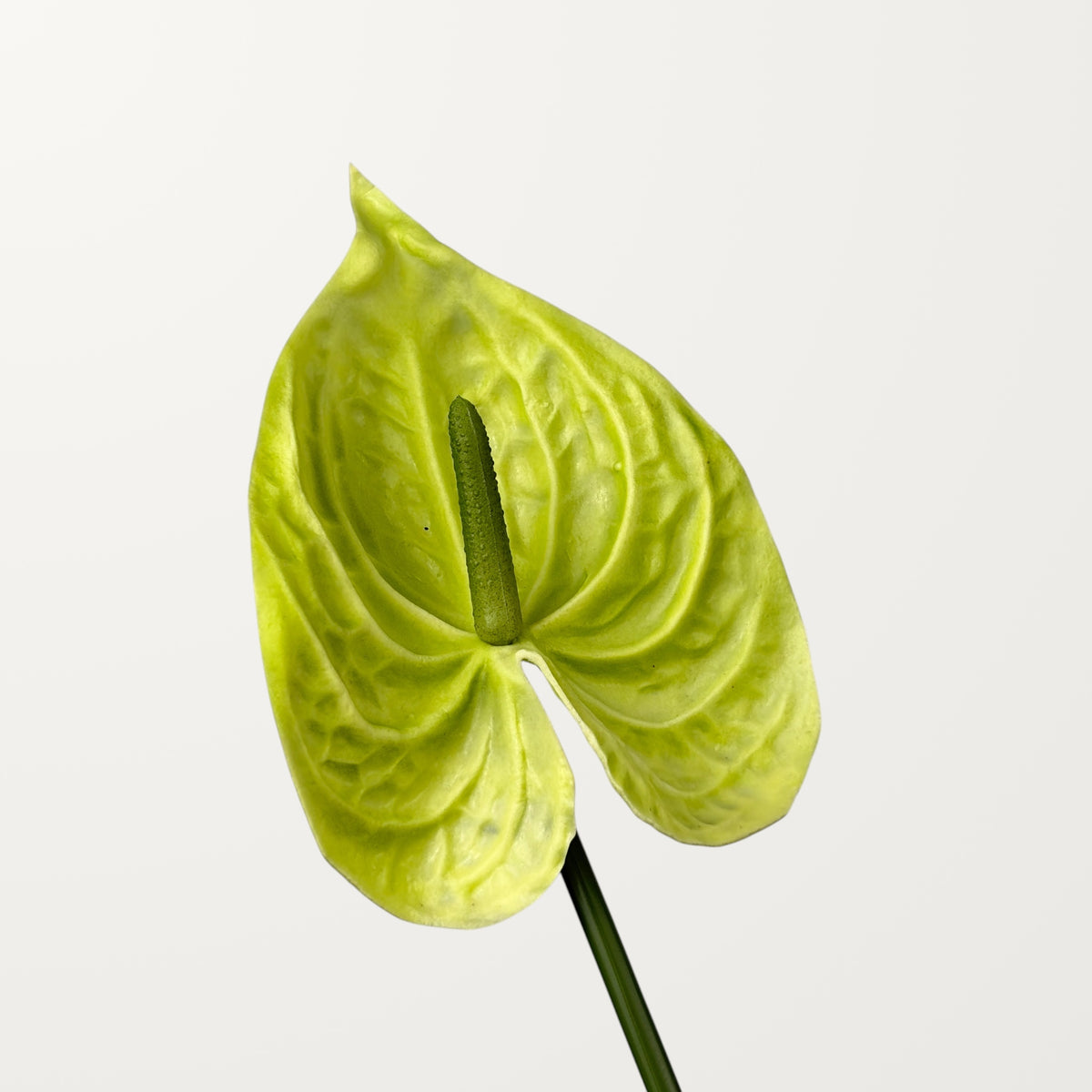 Bloom Anthurium Large – Green (Real Touch)