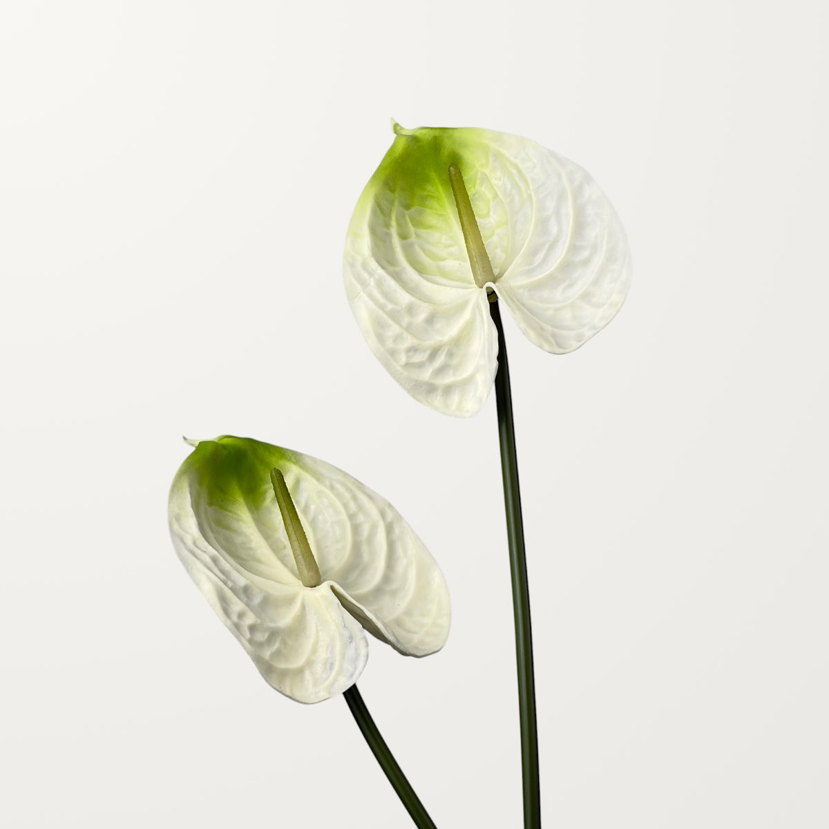 Bloom Anthurium Large – Ivory Green (Real Touch) - view 2