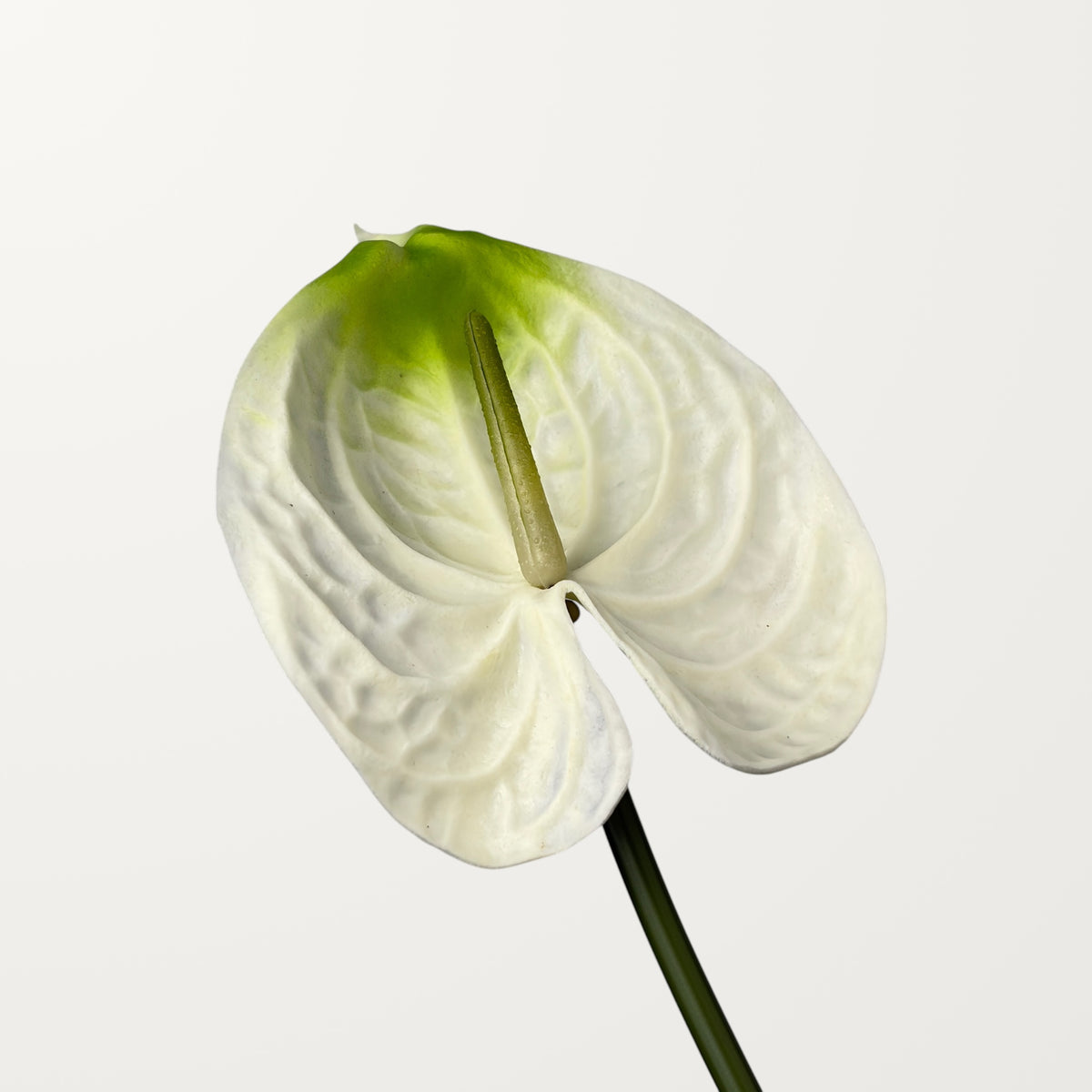 Bloom Anthurium Large – Ivory Green (Real Touch)