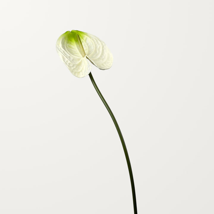 Bloom Anthurium Large – Ivory Green (Real Touch) - view 3