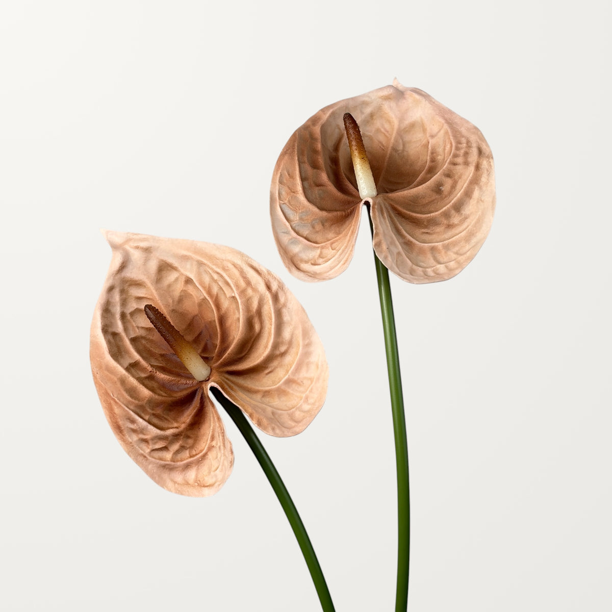 Bloom Anthurium Large – Latte (Real Touch) - view 2