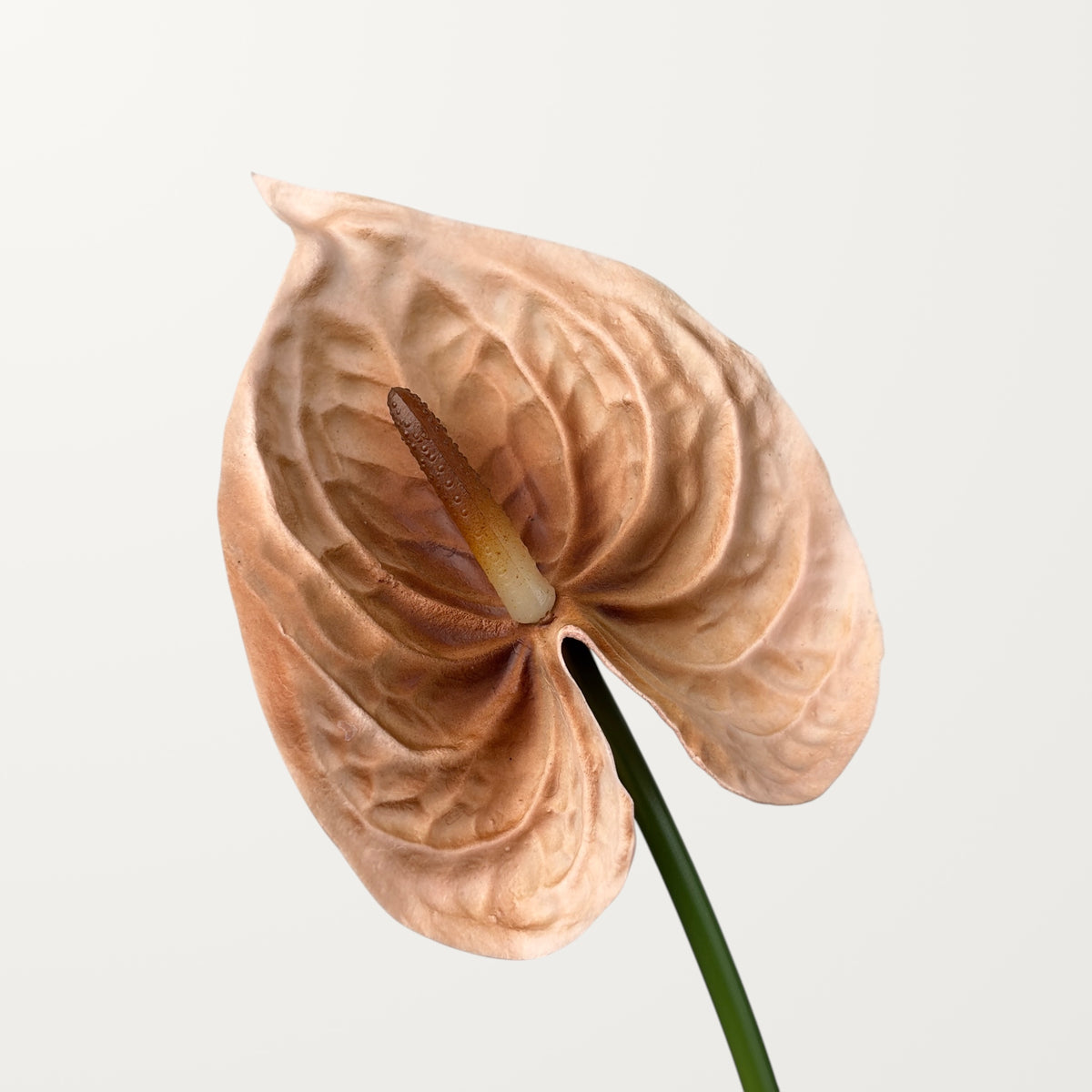 Bloom Anthurium Large – Latte (Real Touch)