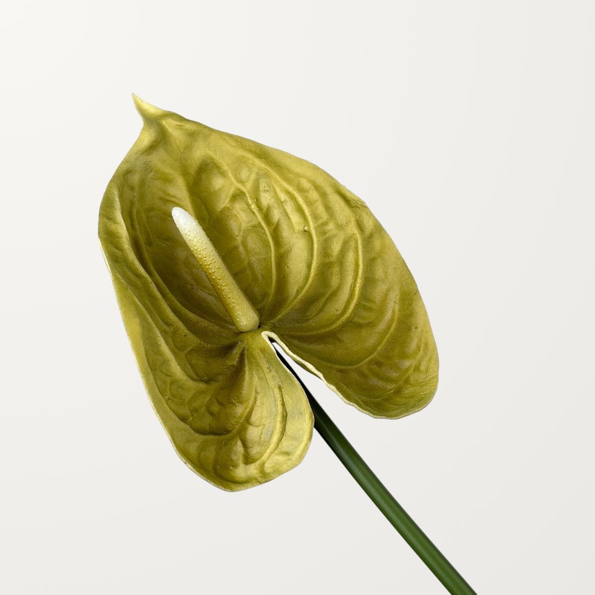 Bloom Anthurium Large – Olive Green (Real Touch)