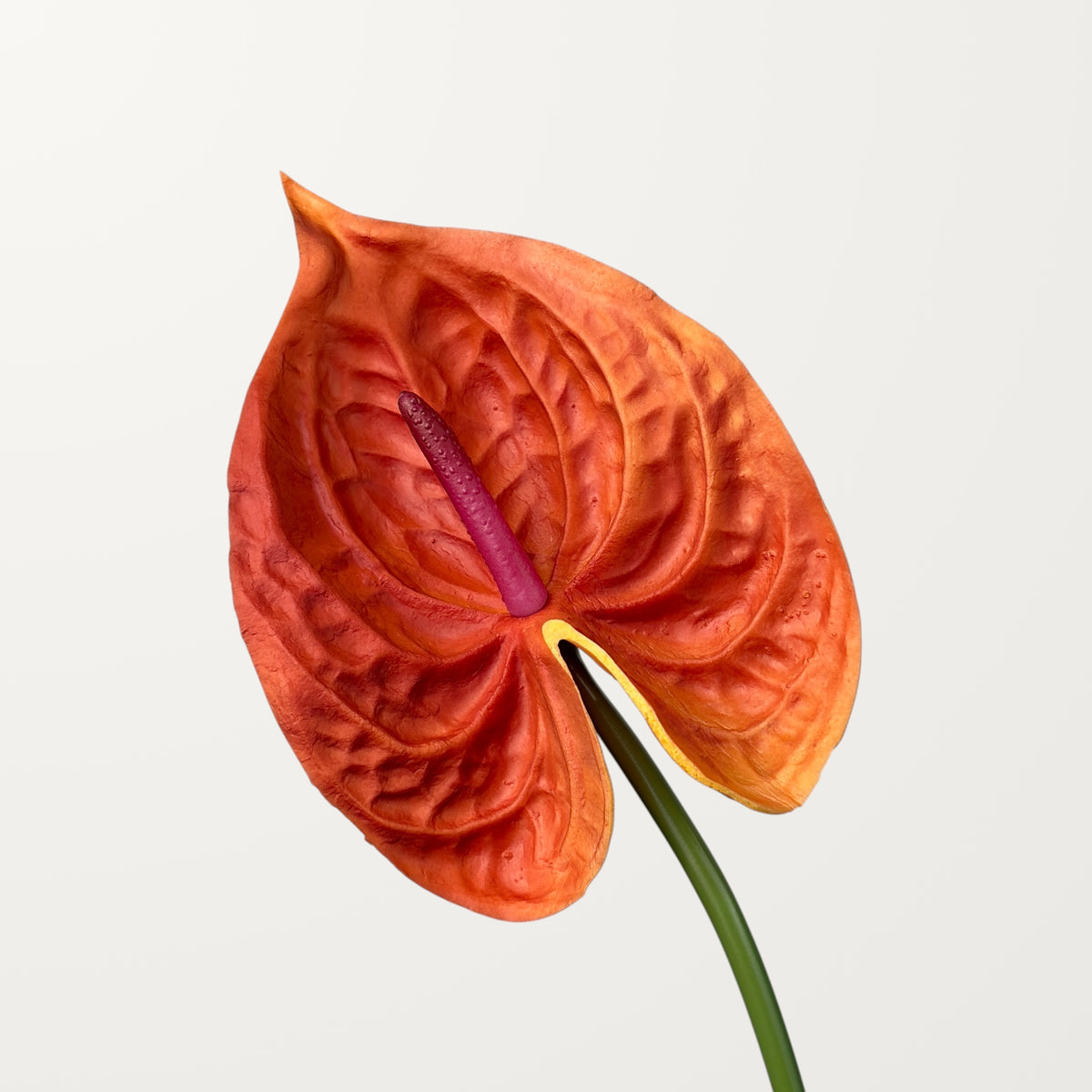 Bloom Anthurium Large – Orange (Real Touch)