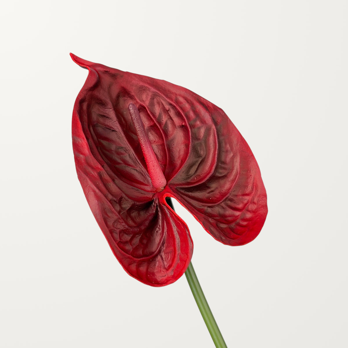 Bloom Anthurium Large – Red (Real Touch)