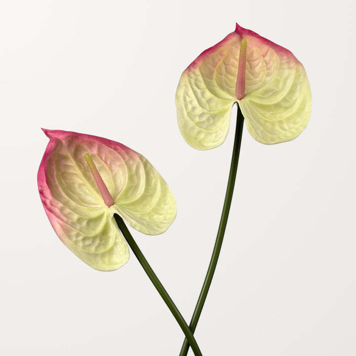 Bloom Anthurium Large – White Pink (Real Touch) - view 2
