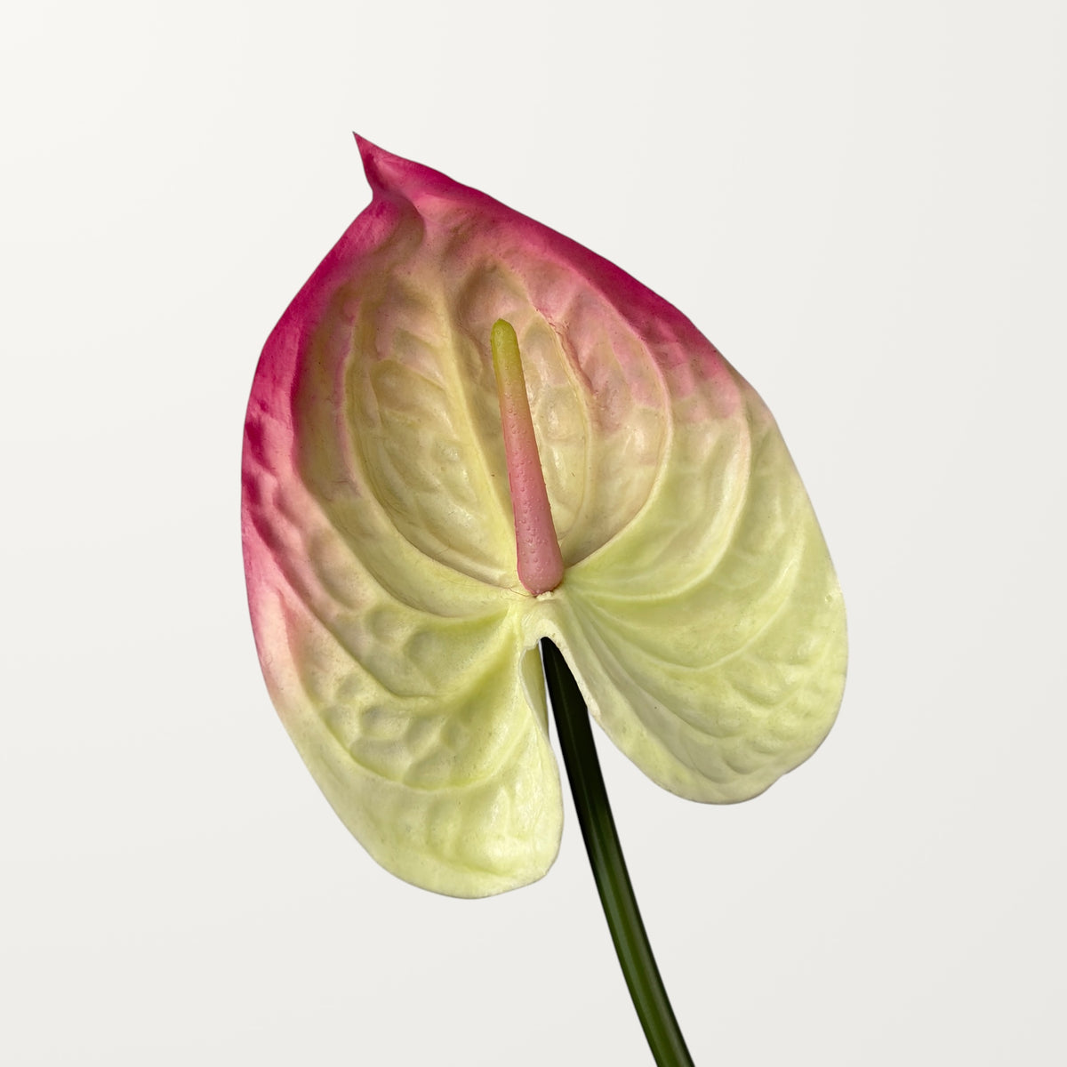 Bloom Anthurium Large – White Pink (Real Touch)