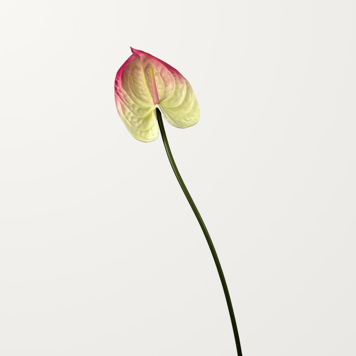 Bloom Anthurium Large – White Pink (Real Touch) - view 3