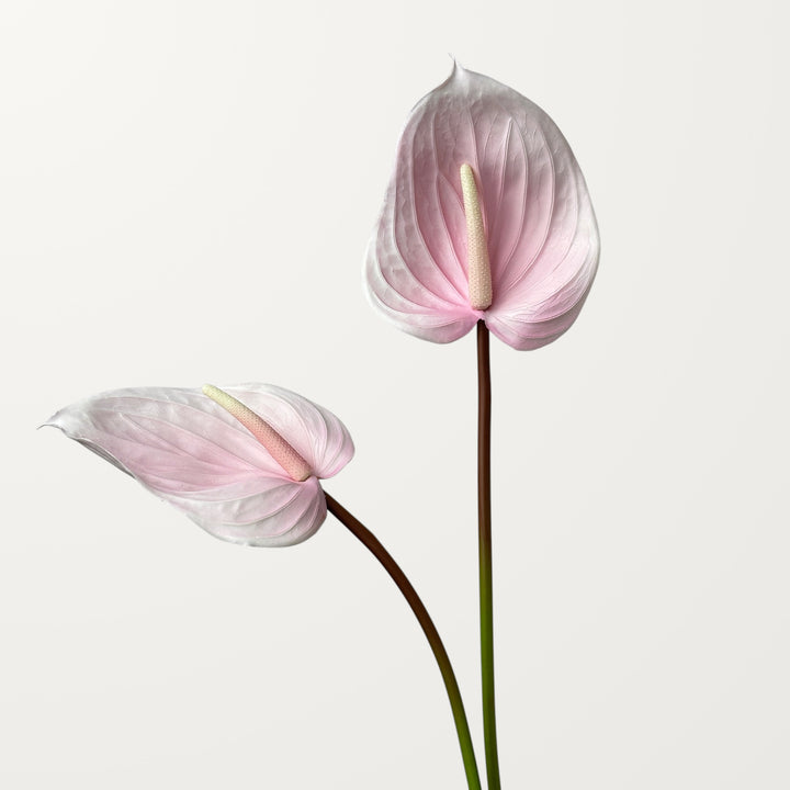 Large Anthurium – Petal Pink (Real Touch) - view 2