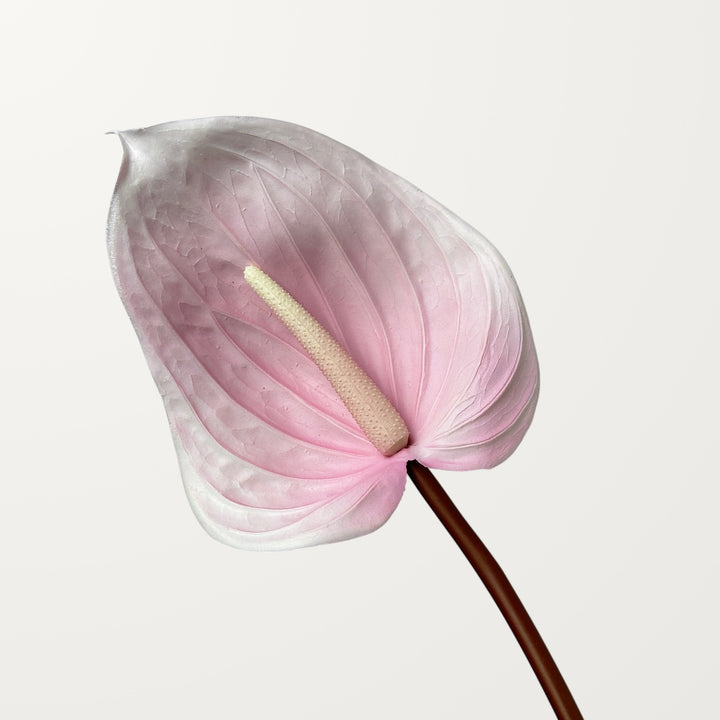 Large Anthurium – Petal Pink (Real Touch)