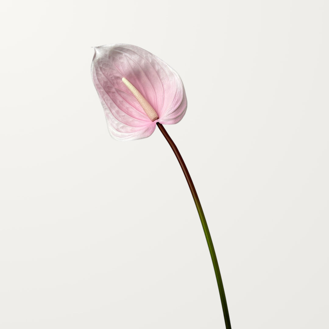 Large Anthurium – Petal Pink (Real Touch) - view 3