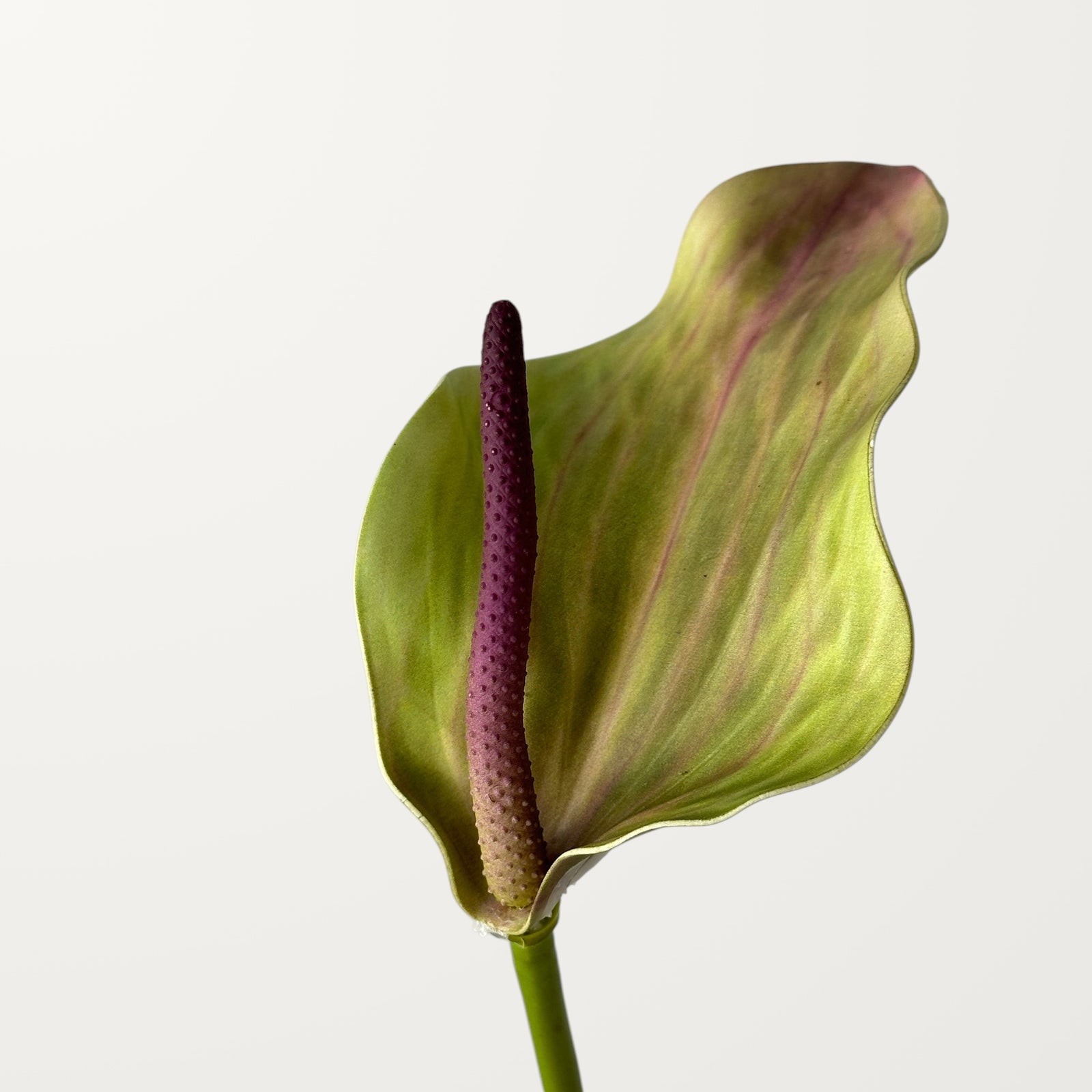 Calla Anthurium – Terracotta (Real Touch)