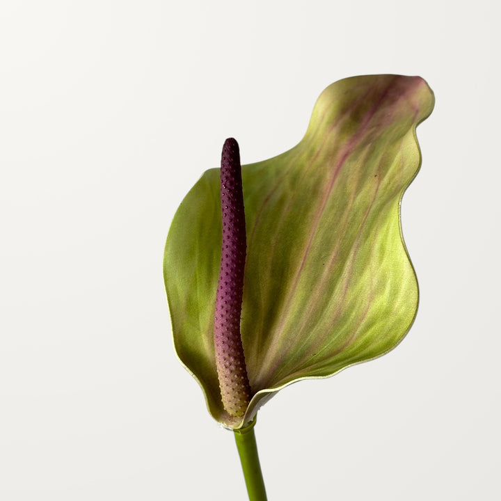 Calla Anthurium – Terracotta (Real Touch)