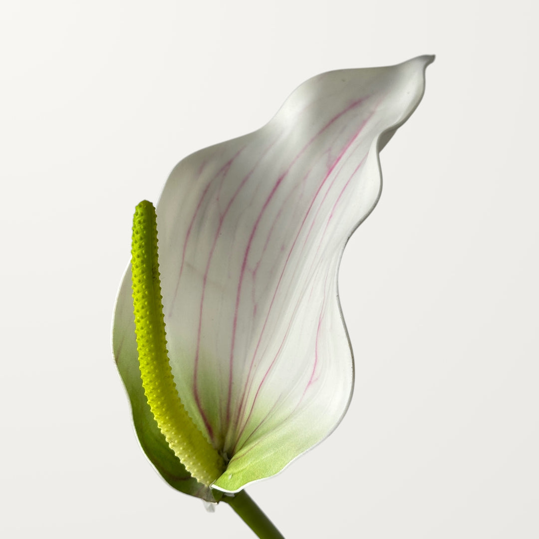 Calla Anthurium – White (Real Touch)