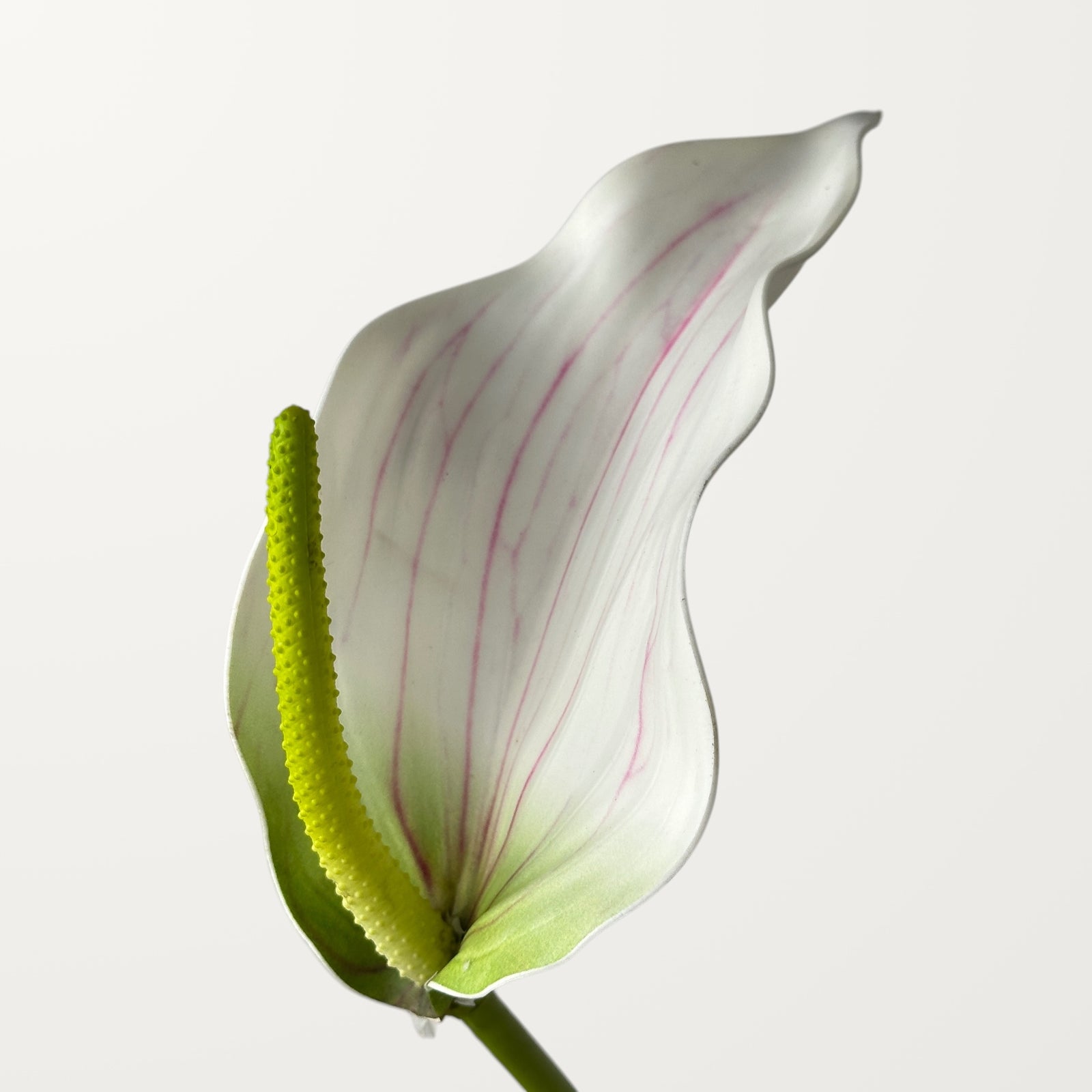 Calla Anthurium – White (Real Touch)