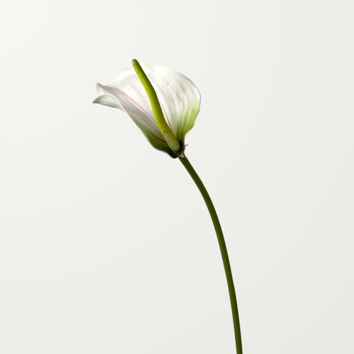 Calla Anthurium – White (Real Touch) - view 3