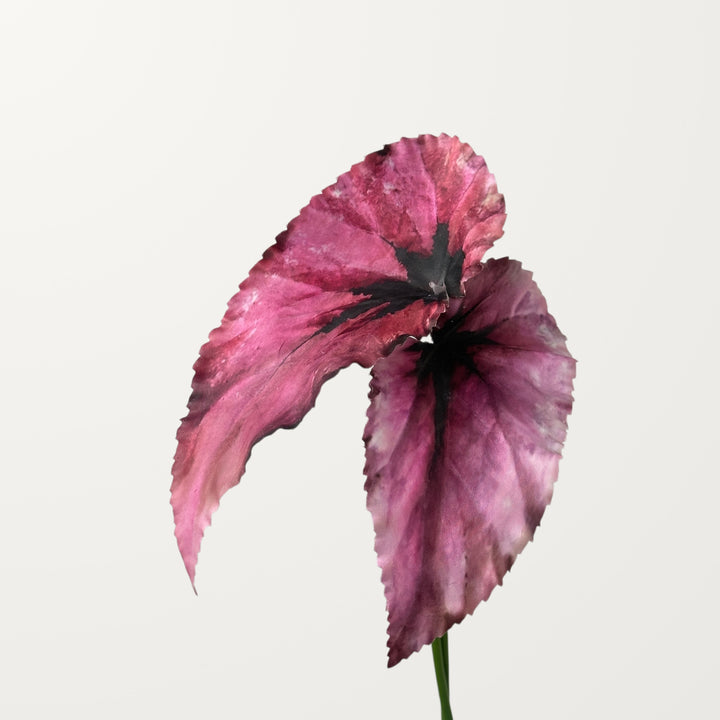 Begonia Leaf – Magenta - view 3