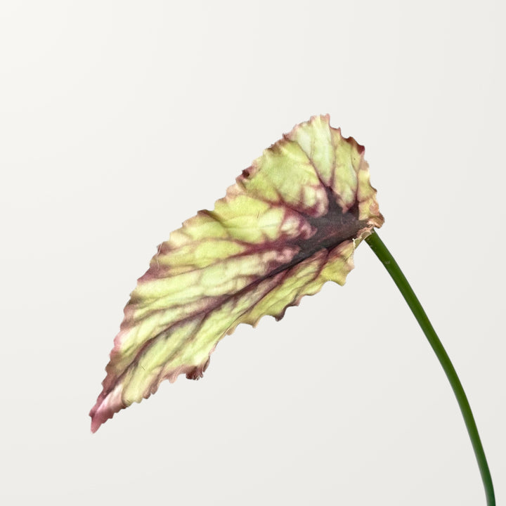 Begonia Leaf – Magenta - view 4