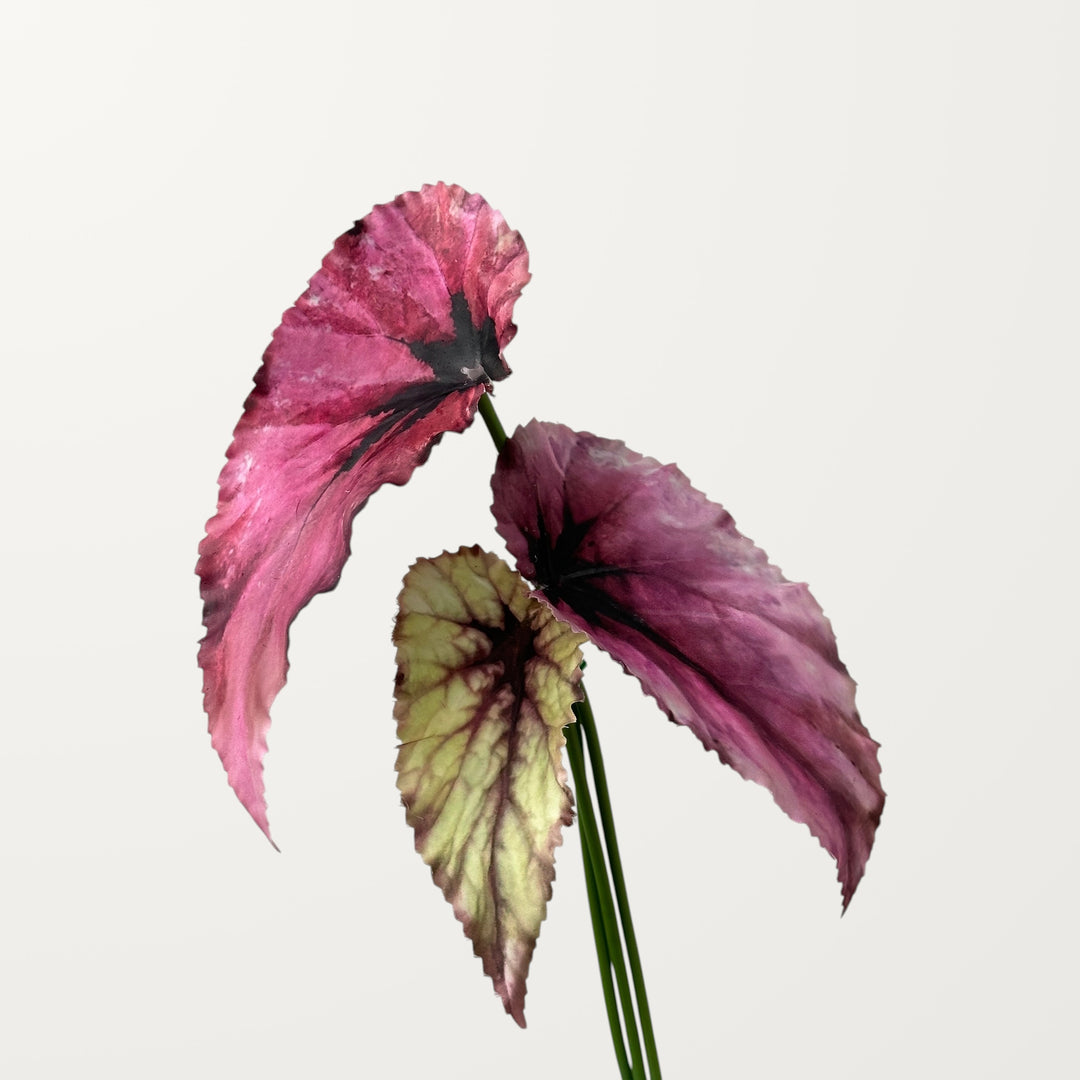 Begonia Leaf – Magenta