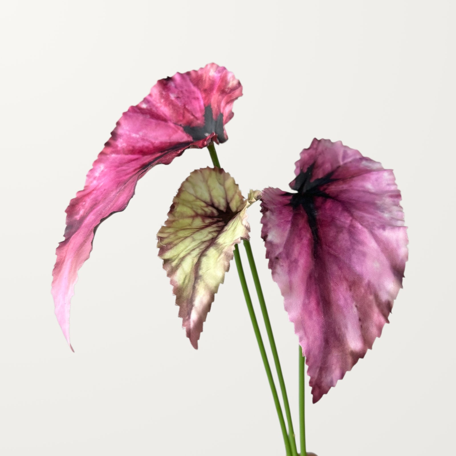 Begonia Leaf – Magenta - view 2