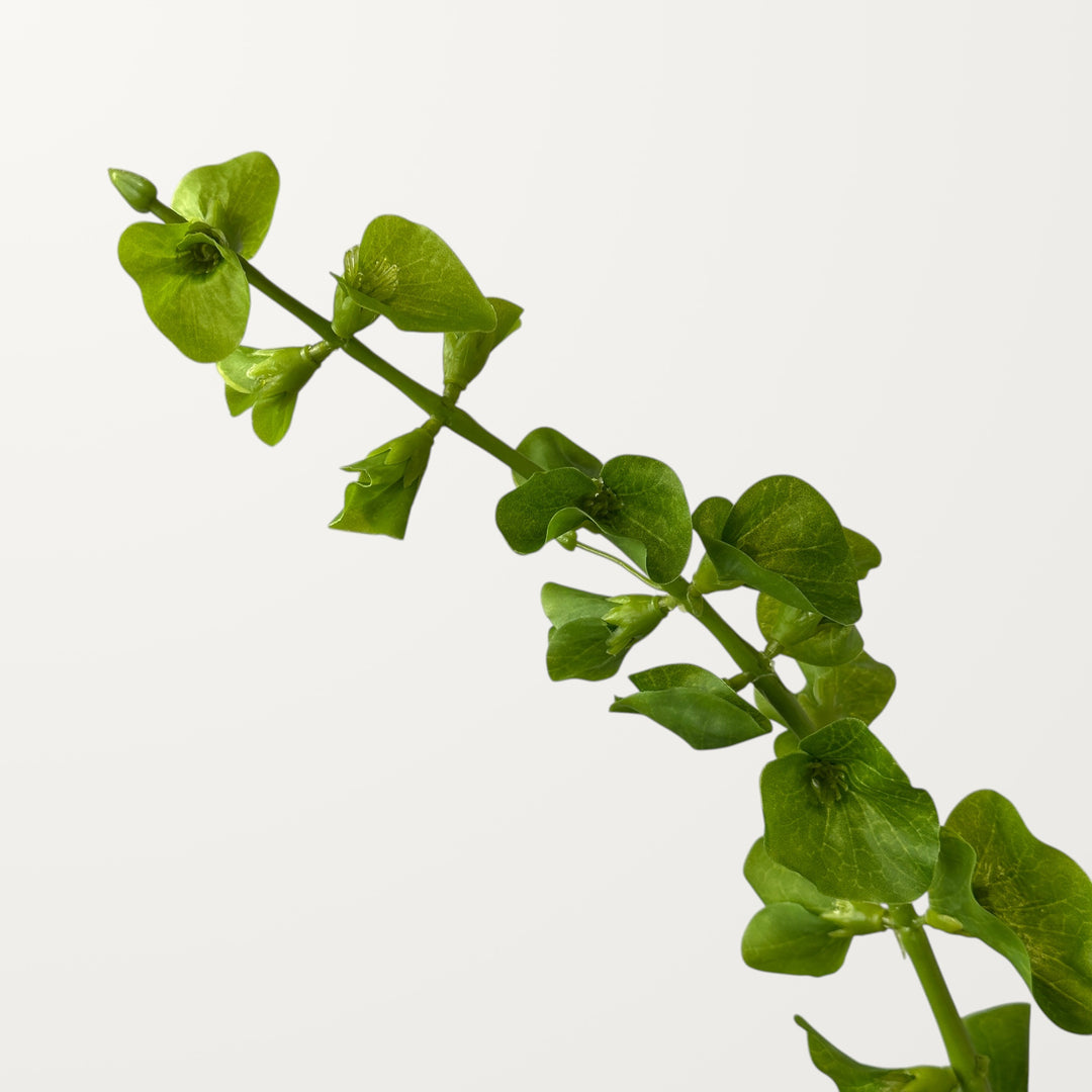 Bells of Ireland – Green (Real Touch)