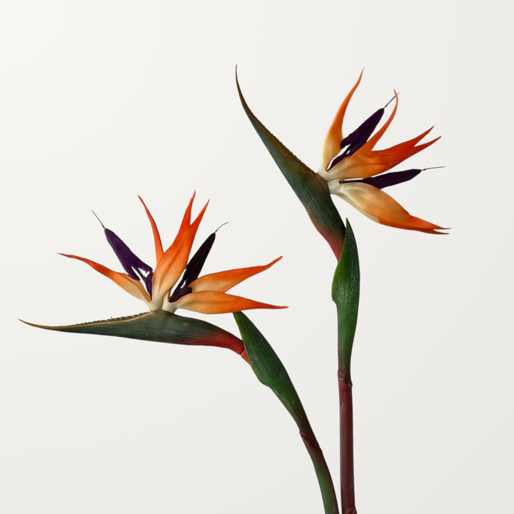 Birds of Paradise – Orange – Medium (Real Touch) - view 2