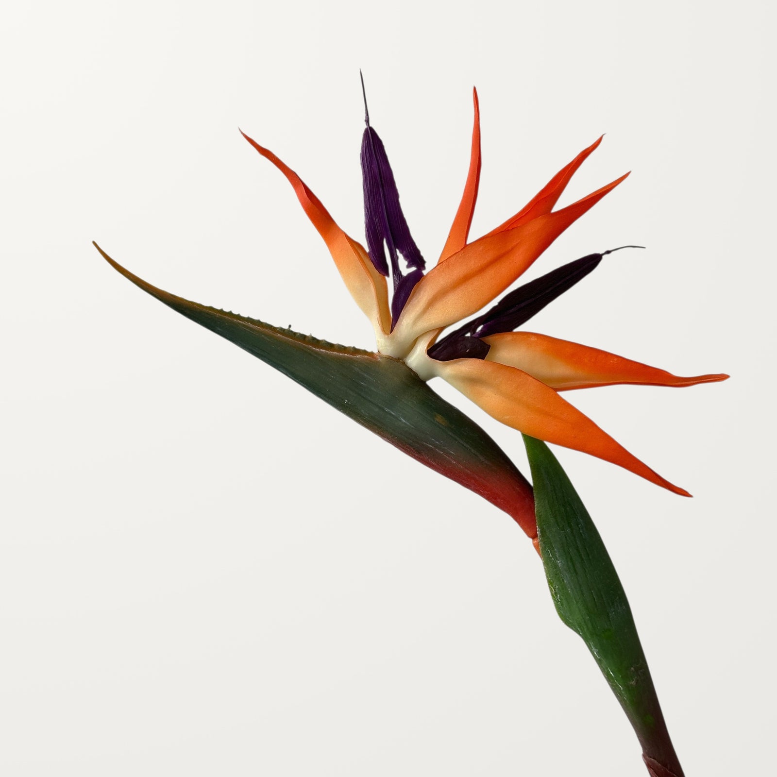 Birds of Paradise – Orange – Medium (Real Touch)