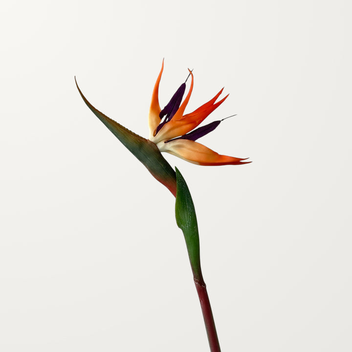 Birds of Paradise – Orange – Medium (Real Touch) - view 3