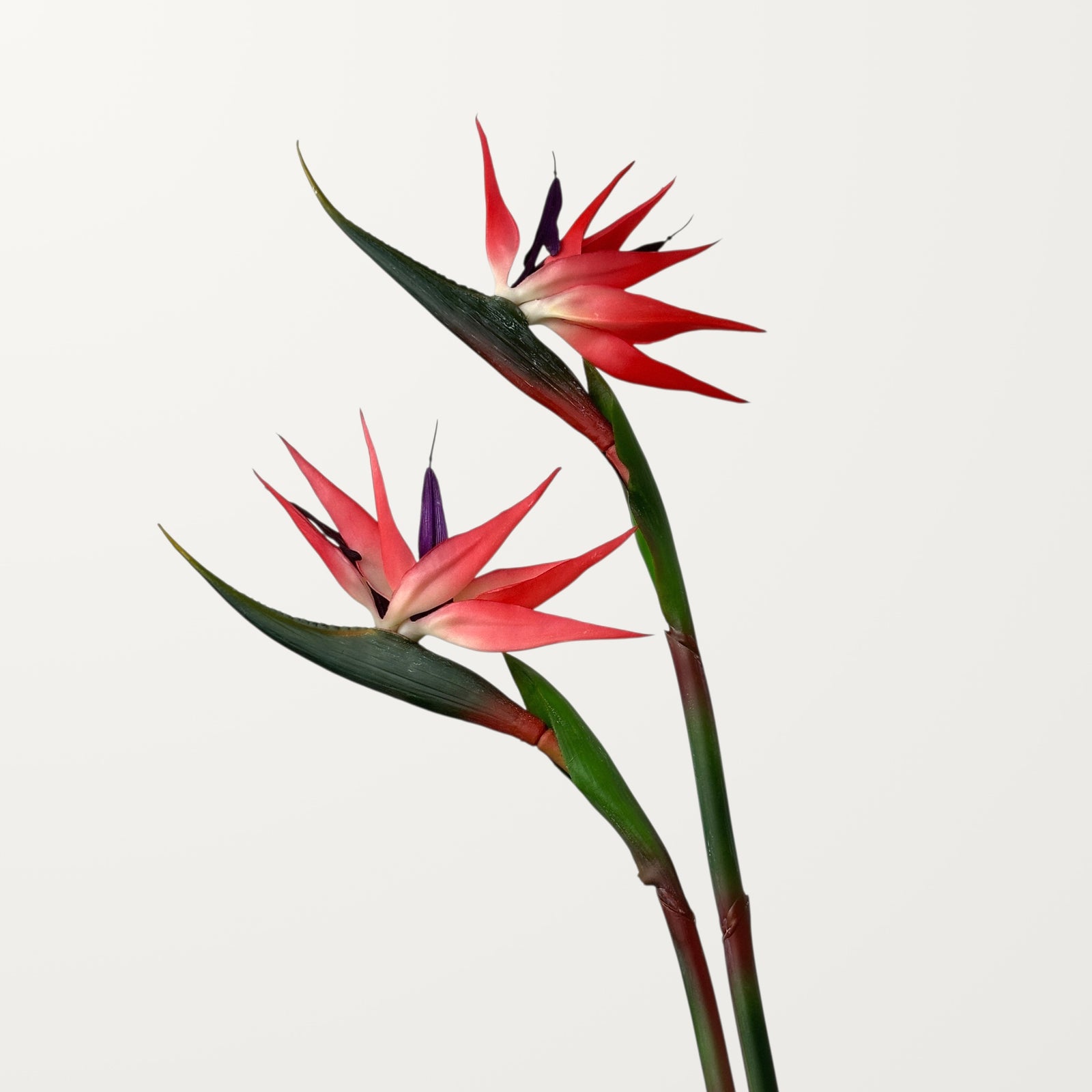 Birds of Paradise – Red – Medium (Real Touch) - view 2
